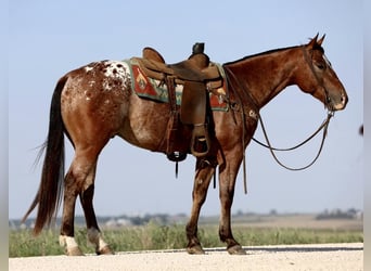 Appaloosa, Wallach, 8 Jahre, Rotbrauner