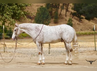 Appaloosa, Wallach, 9 Jahre, 150 cm, Rotfuchs