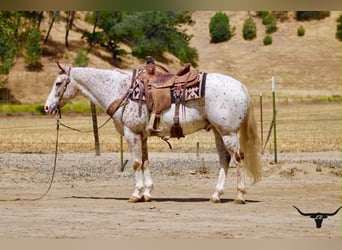 Appaloosa, Wallach, 9 Jahre, 150 cm, Rotfuchs