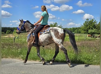Appaloosa, Wallach, 9 Jahre, 151 cm, Tigerschecke
