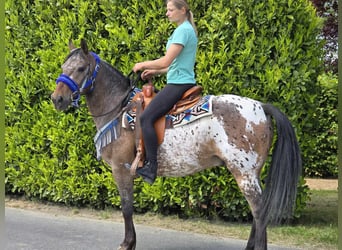 Appaloosa, Wallach, 9 Jahre, 151 cm, Tigerschecke
