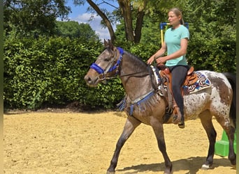 Appaloosa, Wallach, 9 Jahre, 151 cm, Tigerschecke