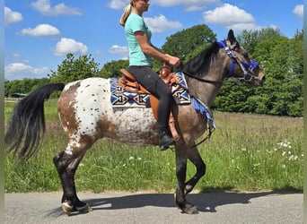 Appaloosa, Wallach, 9 Jahre, 151 cm, Tigerschecke