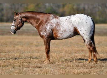 Appaloosa, Wallach, 9 Jahre, 152 cm, Dunkelfuchs
