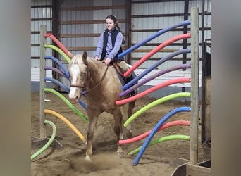 Appaloosa, Wallach, 9 Jahre, 152 cm, Palomino