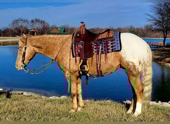 Appaloosa, Wallach, 9 Jahre, 152 cm, Palomino