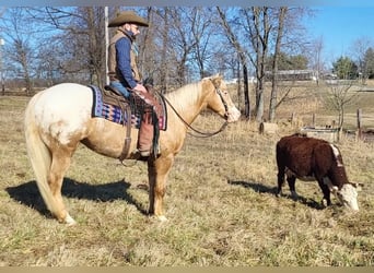 Appaloosa, Wallach, 9 Jahre, 152 cm, Palomino