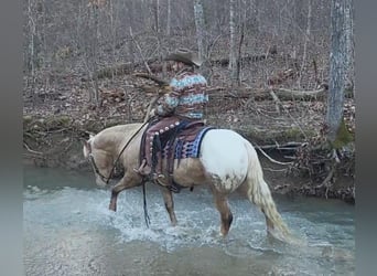 Appaloosa, Wallach, 9 Jahre, 152 cm, Palomino
