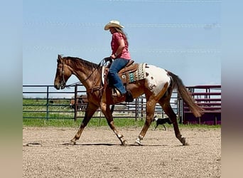Appaloosa, Wallach, 9 Jahre, 157 cm, Rotfuchs