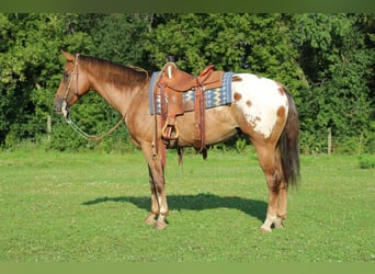 Appaloosa, Wallach, 9 Jahre, 157 cm, Rotfuchs