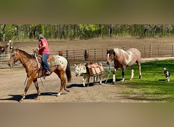 Appaloosa, Wallach, 9 Jahre, 157 cm, Rotfuchs