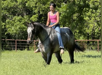 Appaloosa, Wallach, 9 Jahre, 163 cm