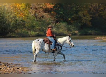Appaloosa, Wallach, 9 Jahre, Dunkelfuchs
