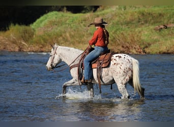 Appaloosa, Wallach, 9 Jahre, Dunkelfuchs