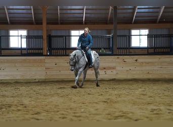 Appaloosa, Wallach, 9 Jahre, Dunkelfuchs