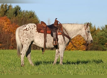 Appaloosa, Wallach, 9 Jahre, Dunkelfuchs