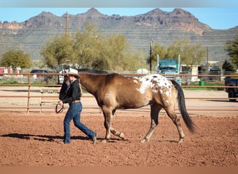 Appaloosa, Wallach, 9 Jahre, Grullo