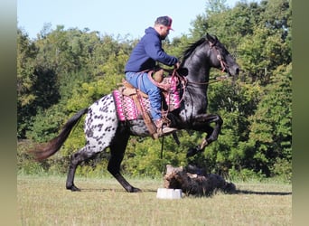 Appaloosa, Wallach, 9 Jahre, Rappe