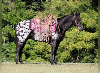 Appaloosa, Wallach, 9 Jahre, Rappe