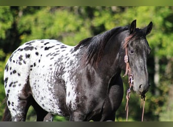 Appaloosa, Wallach, 9 Jahre, Rappe