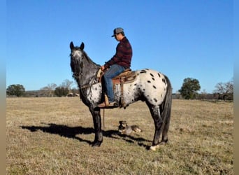 Appaloosa Mix, Wallach, 9 Jahre, Roan-Blue