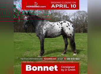Appaloosa Mix, Wallach, 9 Jahre, Roan-Blue