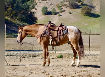 Appaloosa, Wallach, 9 Jahre, Roan-Red