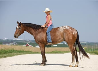 Appaloosa, Wallach, 9 Jahre, Rotbrauner