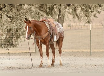 Appaloosa, Wallach, 9 Jahre, Rotfuchs