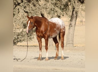 Appaloosa, Wallach, 9 Jahre, Rotfuchs