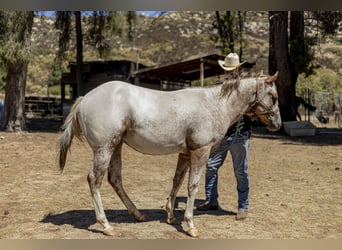Appaloosa, Wallach, Fohlen (01/2023), 180 cm, Champagne