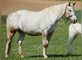 Appaloosa, Yegua, 10 años, 154 cm, Ruano alazán