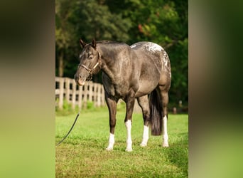 Appaloosa, Yegua, 10 años, 163 cm