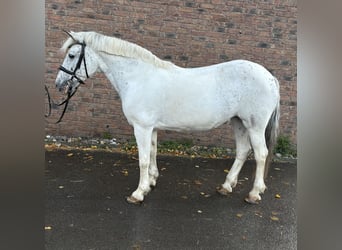 Appaloosa, Yegua, 11 años, 155 cm, Tordo picazo