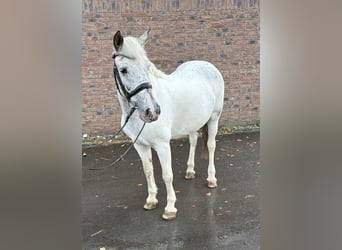 Appaloosa, Yegua, 11 años, 155 cm, Tordo picazo