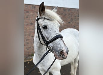 Appaloosa, Yegua, 11 años, 155 cm, Tordo picazo