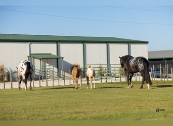 Appaloosa, Yegua, 12 años, 165 cm, Negro