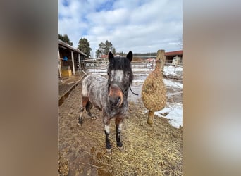 Appaloosa Mestizo, Yegua, 13 años, 120 cm, Atigrado/Moteado