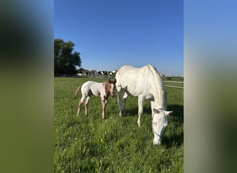 Appaloosa, Yegua, 13 años, 151 cm, White/Blanco