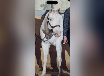 Appaloosa, Yegua, 13 años, 151 cm, White/Blanco