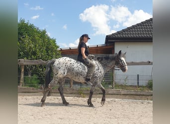 Appaloosa, Yegua, 13 años, 152 cm, Atigrado/Moteado