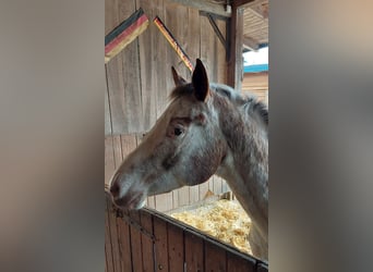 Appaloosa, Yegua, 13 años, 152 cm