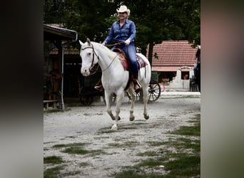 Appaloosa, Yegua, 14 años, 151 cm, White/Blanco