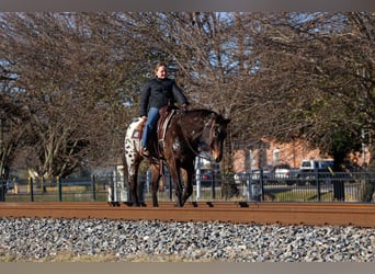 Appaloosa, Yegua, 14 años, 152 cm