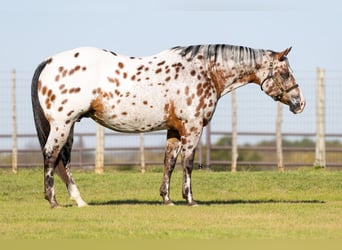 Appaloosa, Yegua, 14 años, 160 cm, Castaño rojizo