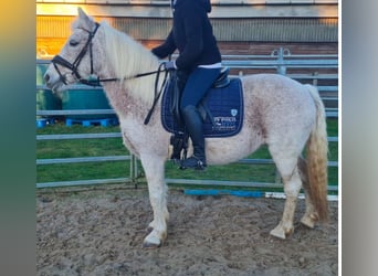 Appaloosa, Yegua, 15 años, 140 cm, Tordo