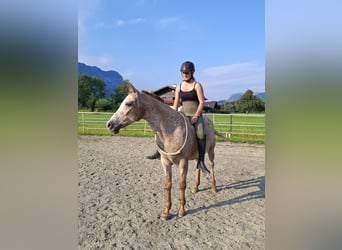 Appaloosa, Yegua, 15 años, 147 cm, Atigrado/Moteado