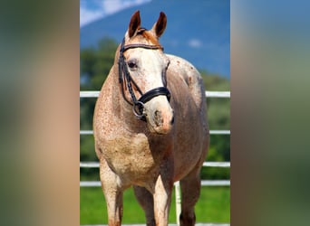 Appaloosa, Yegua, 15 años, 147 cm, Atigrado/Moteado