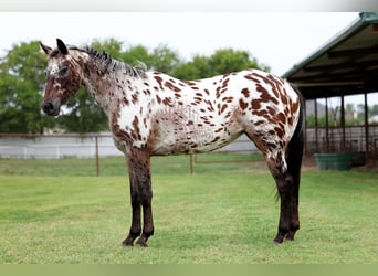 Appaloosa, Yegua, 15 años, 152 cm