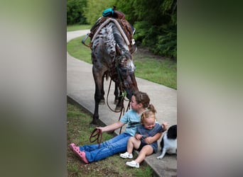 Appaloosa, Yegua, 15 años, 152 cm